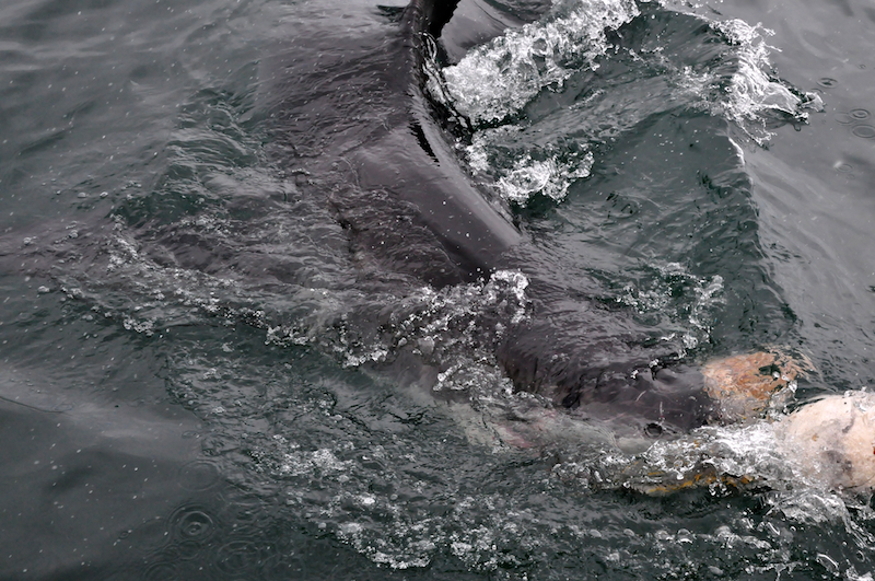 Melanie Heinrich Travel images Capetown -Shark diving Africa